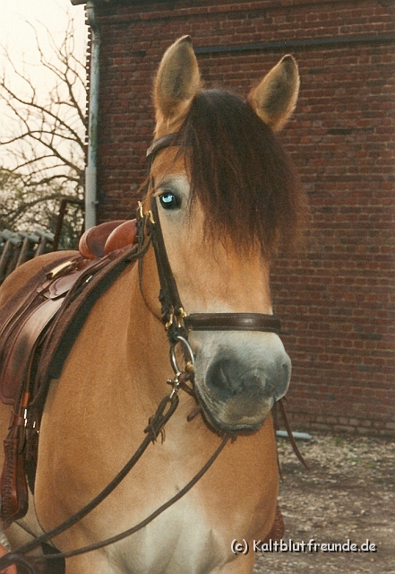 ollie aufgezaumt.jpg